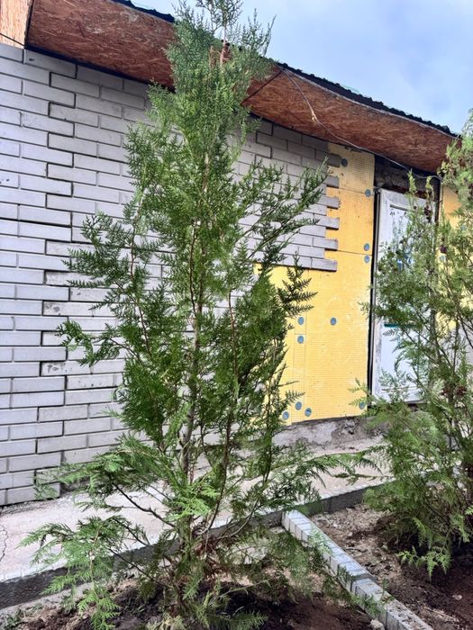 Продаю тую 1.5-2метра