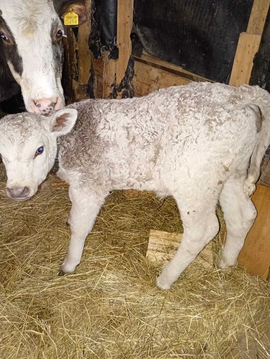 Vand vacă cu vițică