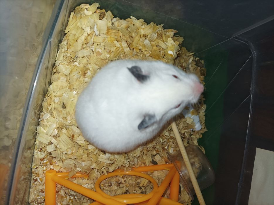 Сирийский белый хомяк