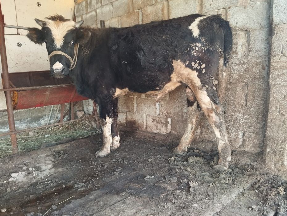 Өгіз сатылад срочно