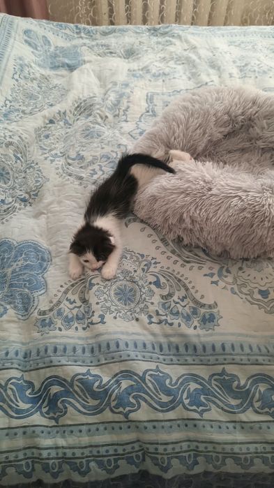 отдам в любящую семью мальчик