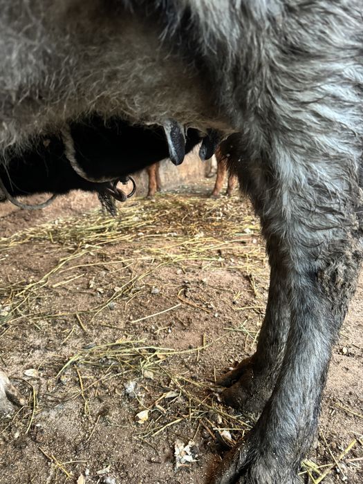 Бұзаулы Сиыр Сатылады