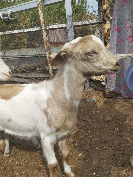 Козёл 2 мальчик 100$