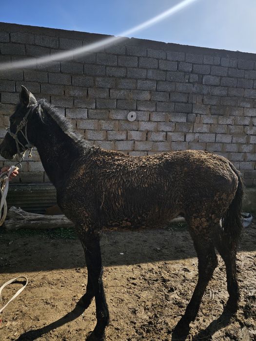 Тай сатылады жасына толмаған