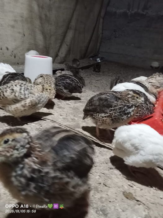 Продается перепелята