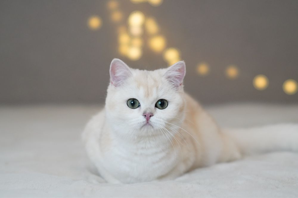 Британская шиншилла