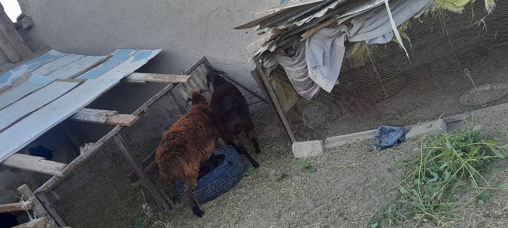 2ta semiz moda barra