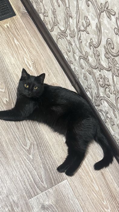 Отдам кошечку в хорошие руки