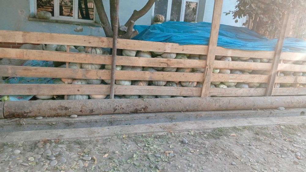 oshqavoq Kadi Samarqanda 3000 so'm molga va quyga 1500 so'm