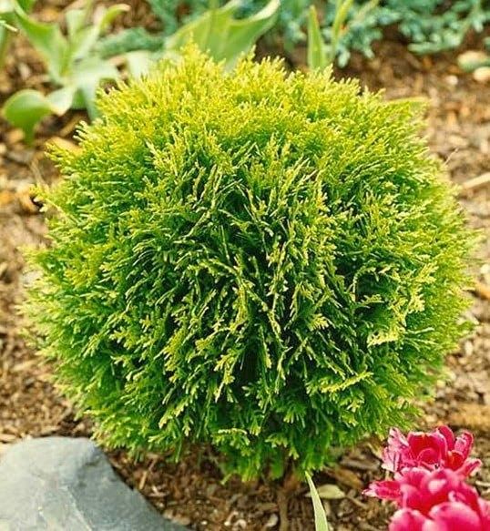 Туя Даника ауреа