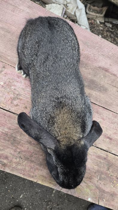 Vand iepuroi  belgian