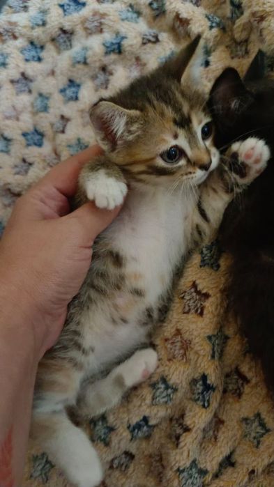 Отдам котят в добрые руки