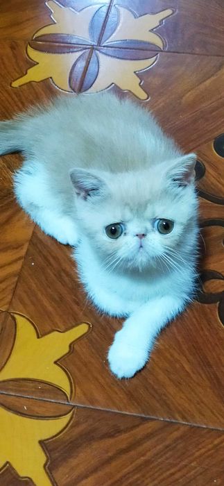 Продам котенка.Экзотического короткошерстного.