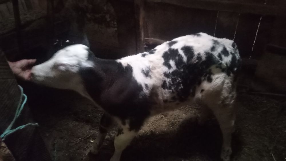Vand doua vitele de 5 saptamani