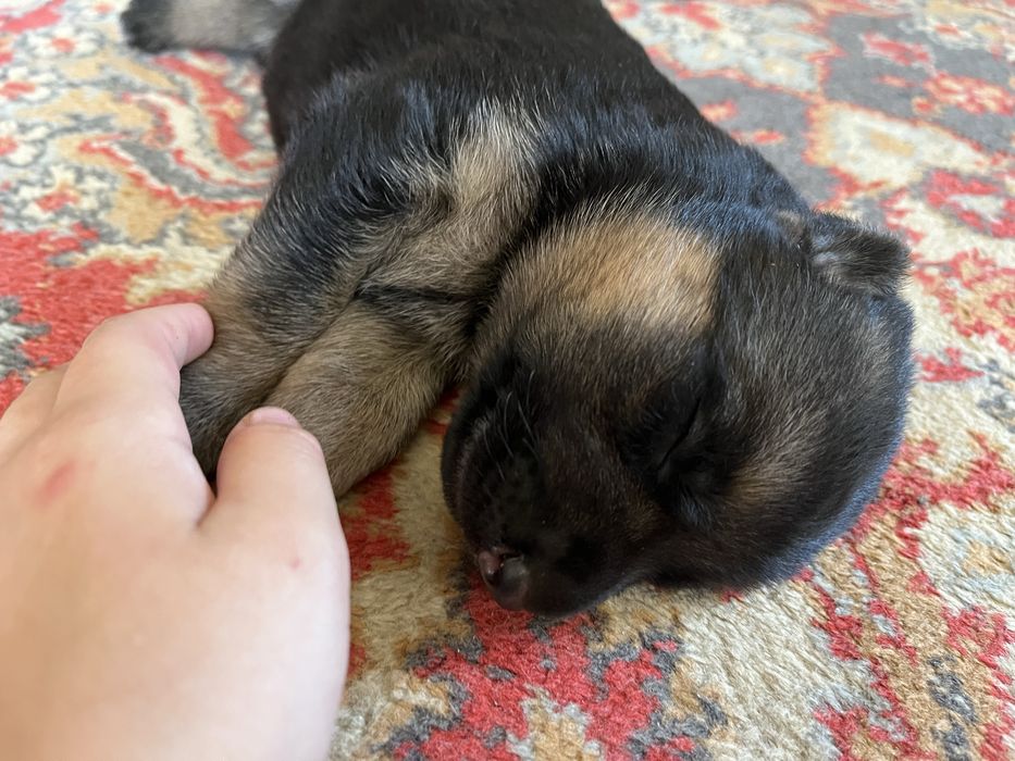 Щенок немецкой овчарки