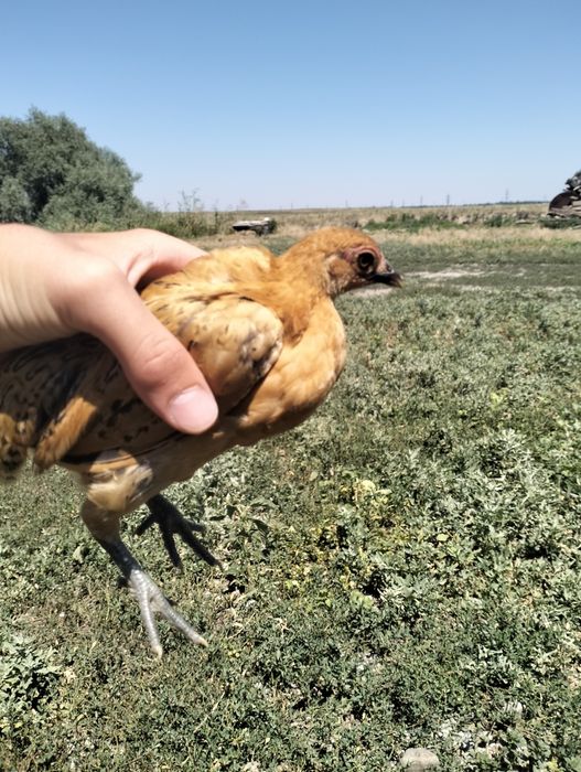 Продам карликовых курей