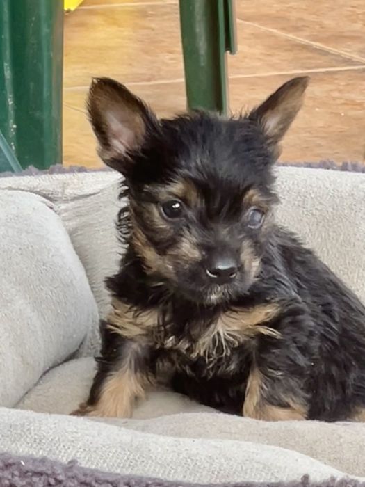 Йоркширски териери