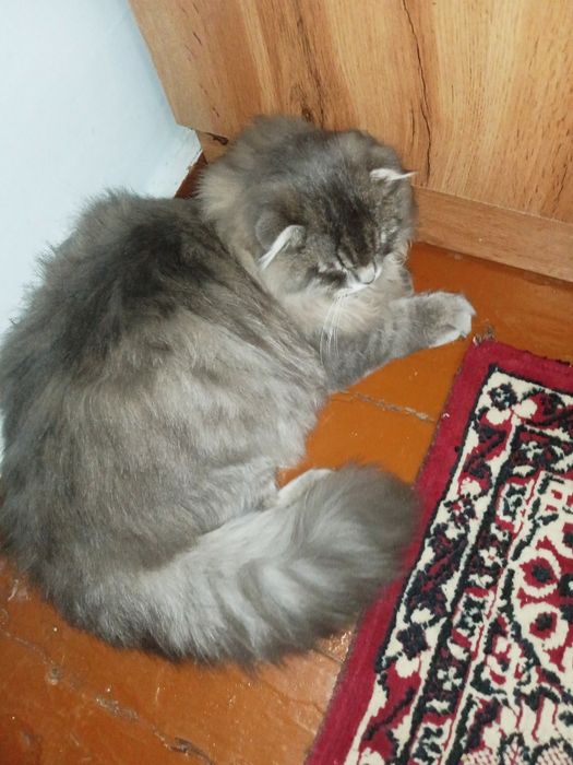 Mushuk 1 yoshli zottor