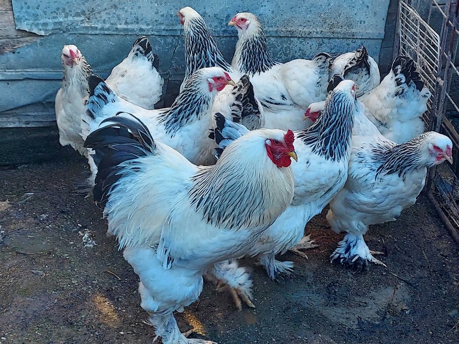 Vând cocoși, găini și ouă  brahma