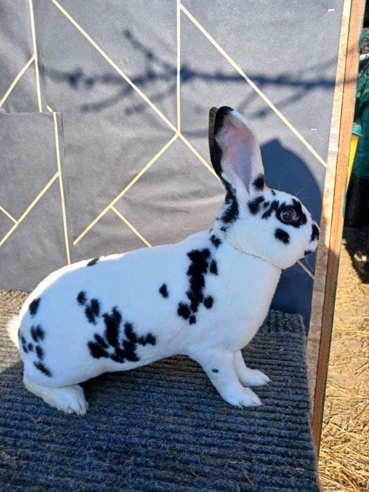 Iepuri Vienez Gri Rex Dalmatian Cap de Leu