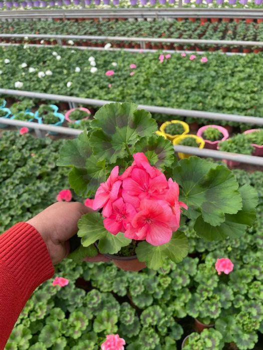 Geran felargonya yani felargonium