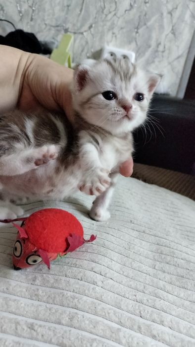 шотландские котята