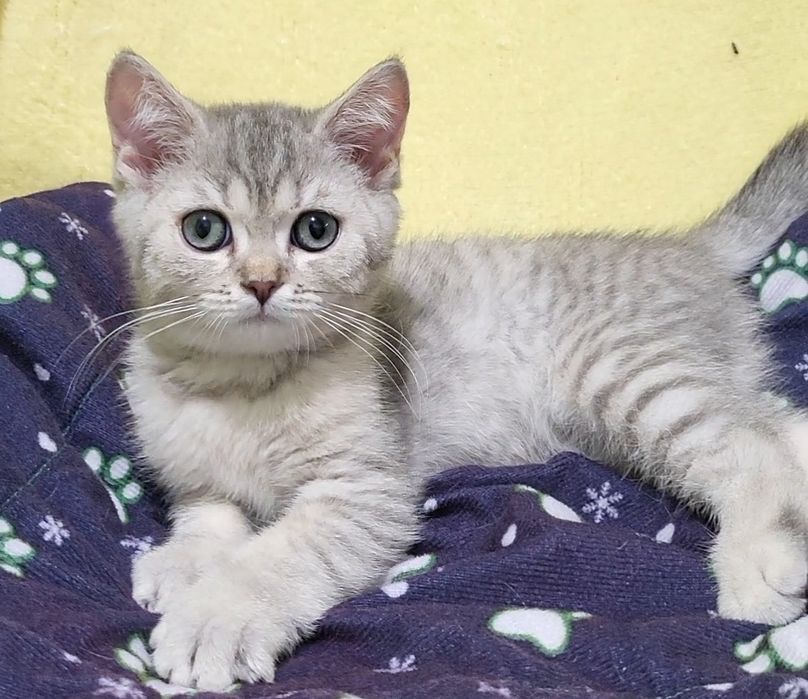 British shorthair