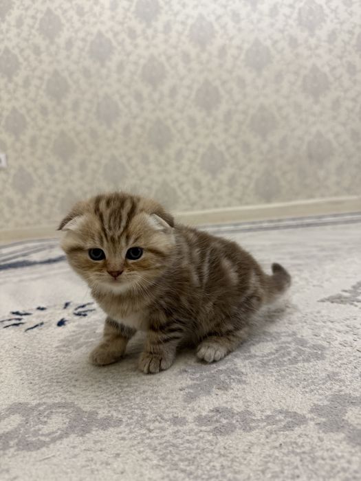 Продам шотландских котят