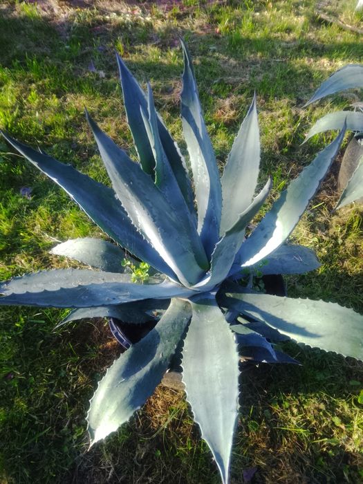 Plantă aloe vera