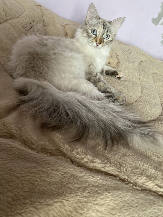 Невский маскарадный котенок