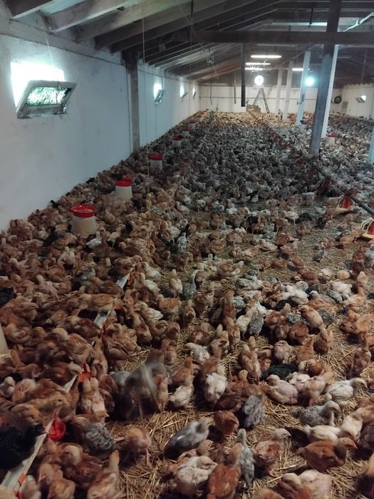 Pui de vânzare la 3 săptămâni