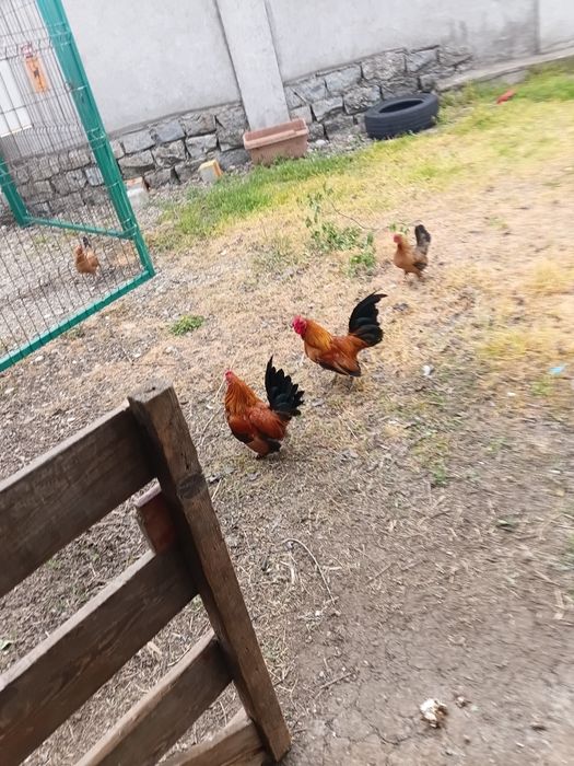 Cocoșei din rasa pitică