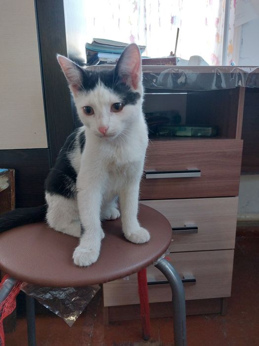 Отдам кошек 3 месячных