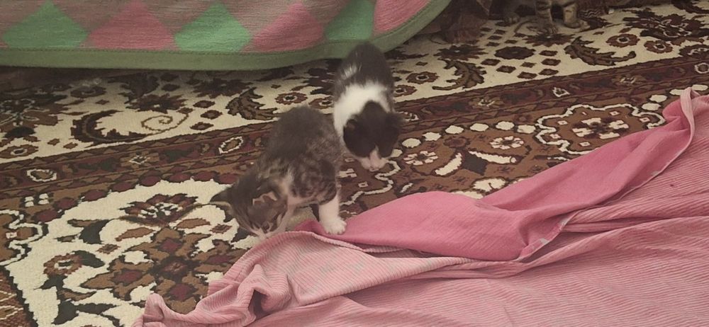 Котята отдам хороший руки