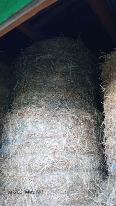 Vând baloți  lucernă anul 2025 calitate superioară