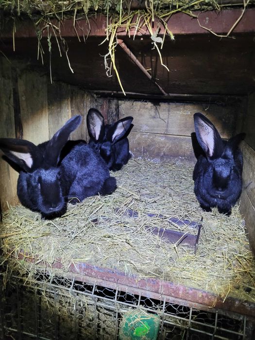 Iepuri marele german