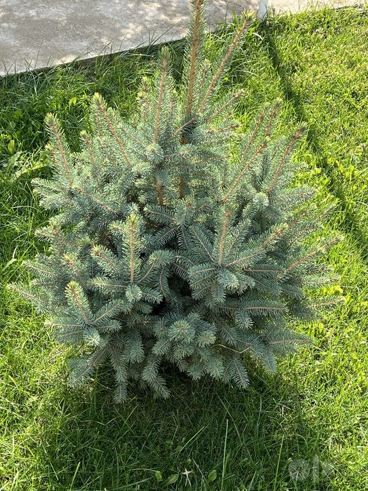 Goluboy yel,Голубая ель