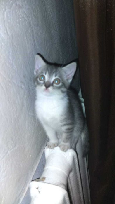 домашние кошки и котята!