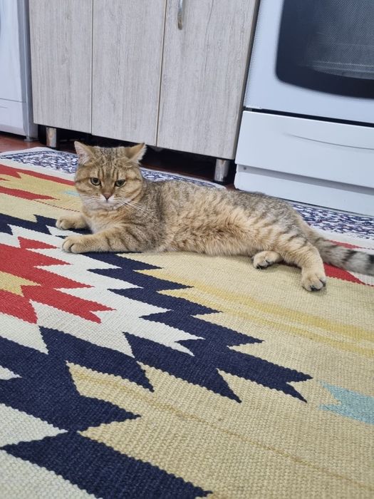 Mushuk og'il bola shinshilla
