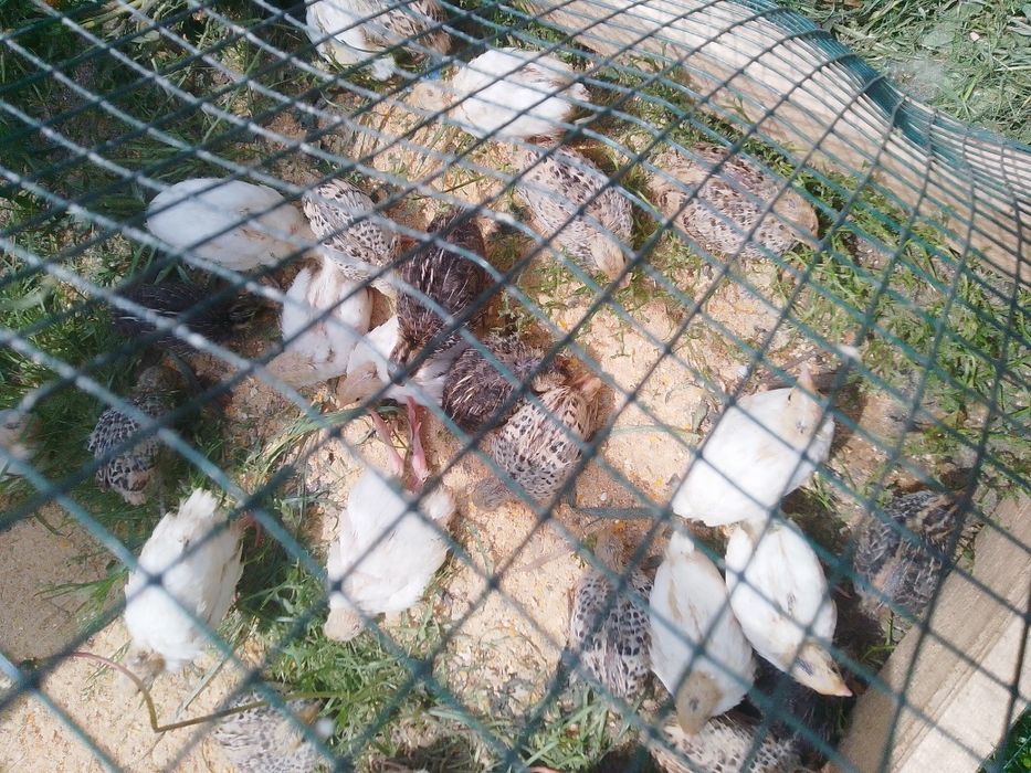 Prepelițe și pui de prepeliță de vânzare