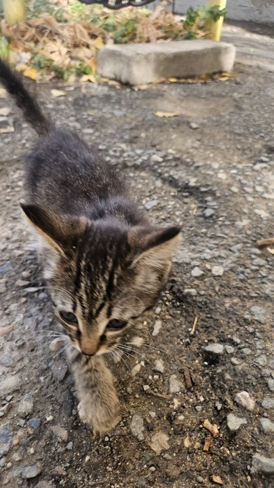 Котёнок ищет дом!