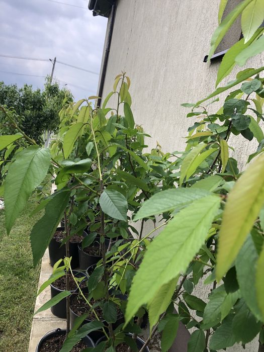 Pomi la ghiveci/Plantare pe tot timpul anului