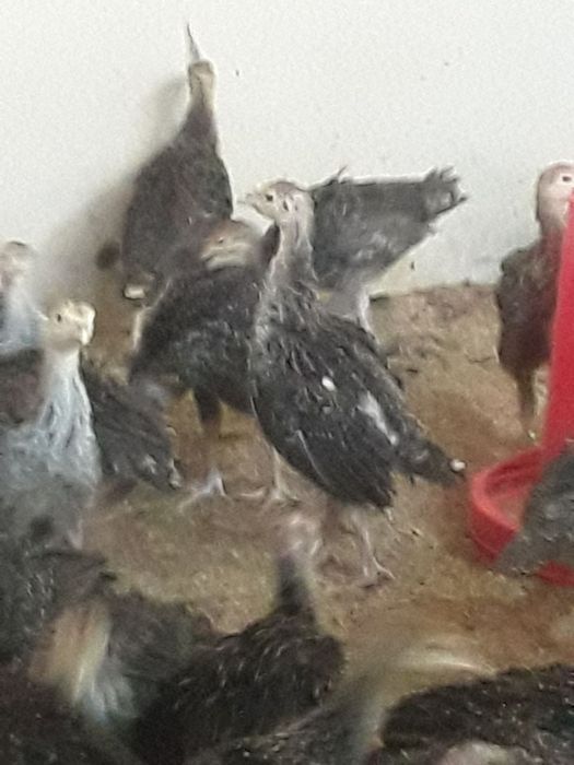 бронза 708 курка жожалари сотилади