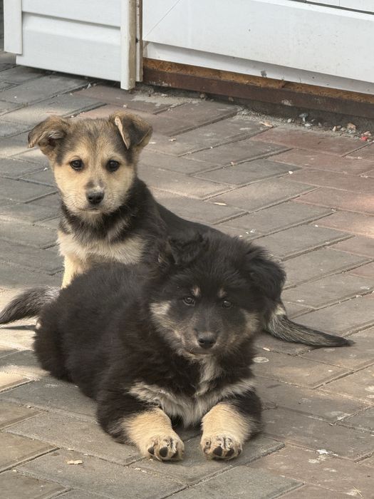 Щенки в добрые руки