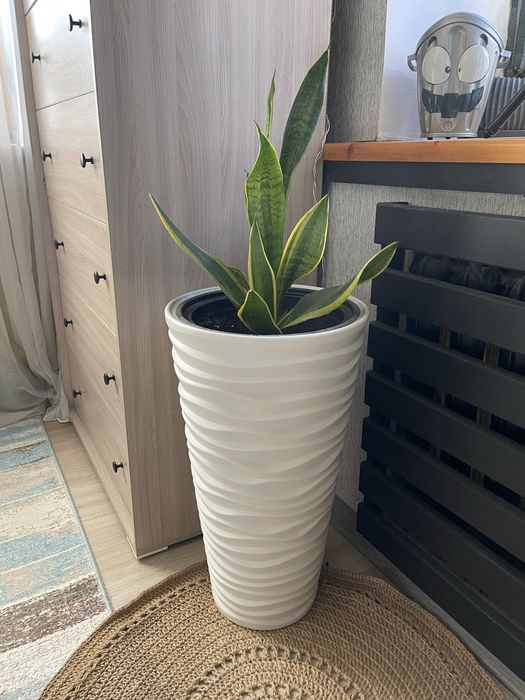 Домашние цветы