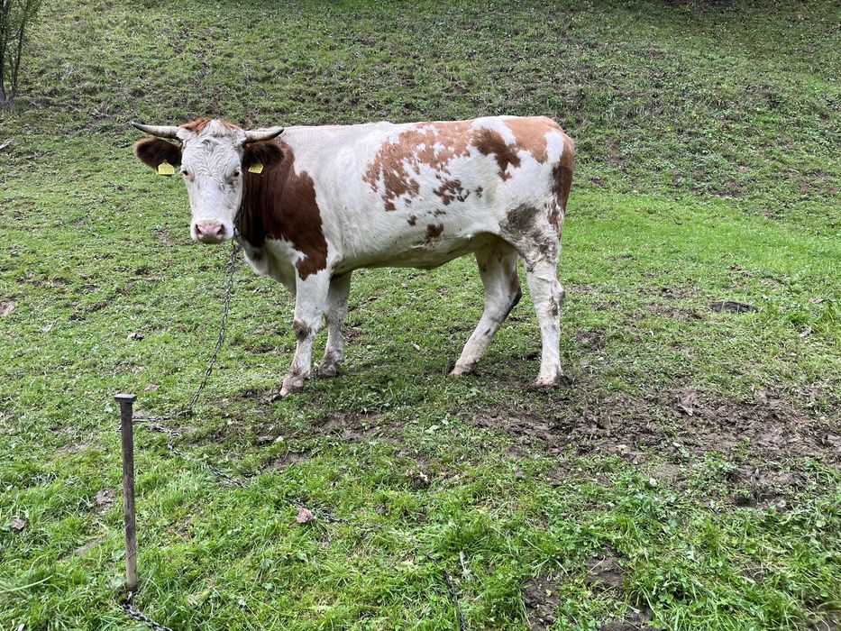 Vaca ( juninca gestanta )