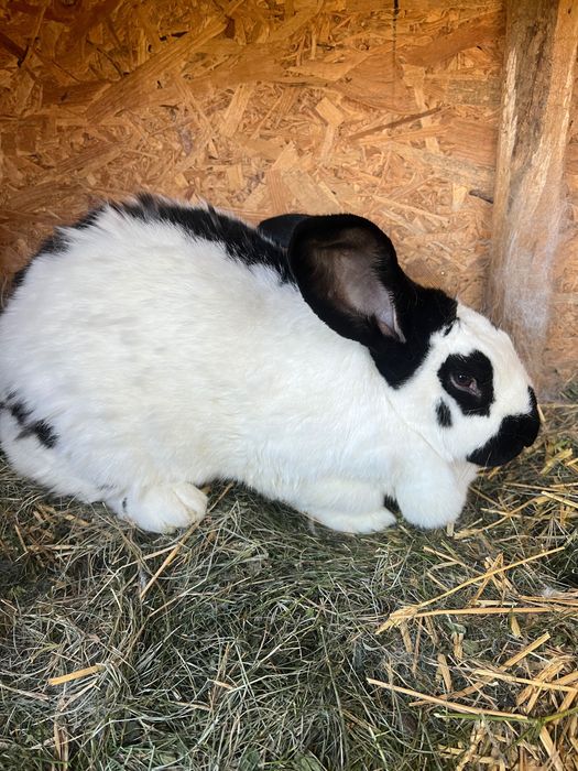 Iepure fluture german