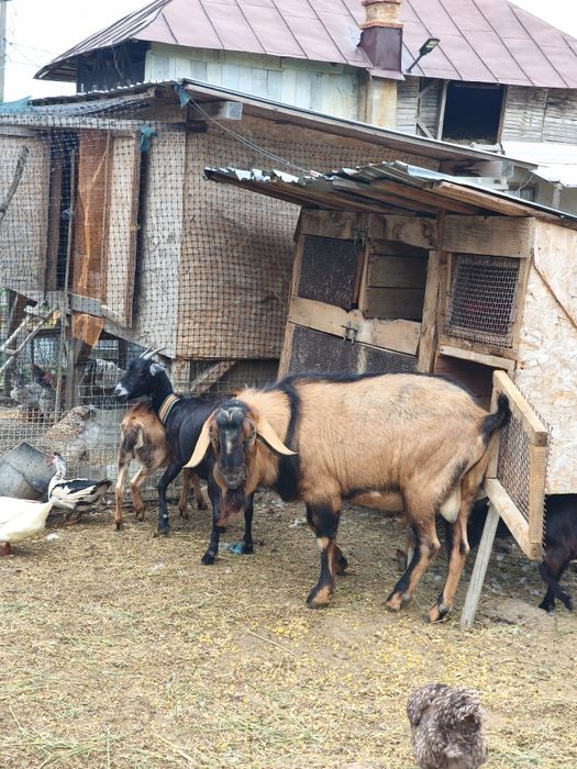 Țap anglonubian bun de monta