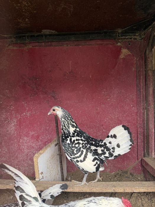 Gamburskiy tovuq xorozlari sotiladi