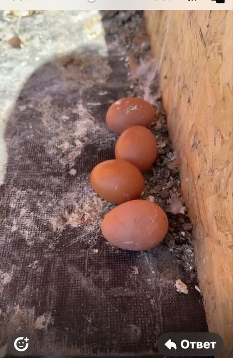 Молодка Красная Ломан браун